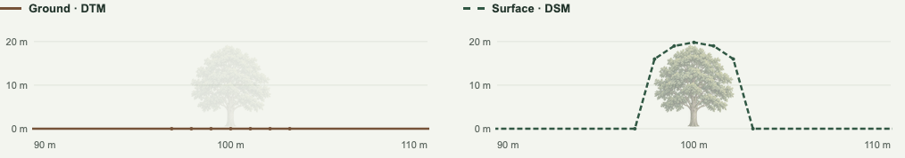 The DTM follows the ground beneath the tree. The DSM rises over it. These panels use the same distance and height scales so you can compare the two layers at the same point.